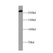 abx234174