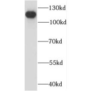 abx234191