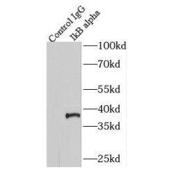 IkB Alpha (IKBA) Antibody