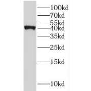 abx234214