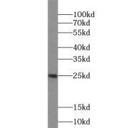 abx234216
