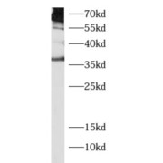 abx234219
