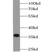WB analysis of U-937 cells, using IL17A antibody (1/1000 dilution).