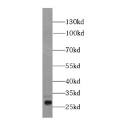abx234227