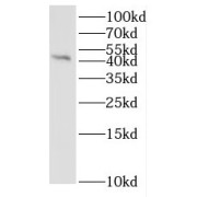 WB analysis of Recombinant protein, using IL1F8 antibody (1/8000 dilution).