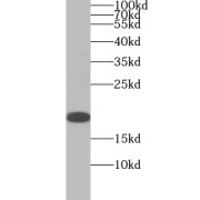 abx234247