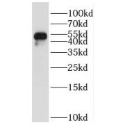 WB analysis of mouse heart tissue, using ILK antibody (1/1000 dilution).