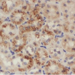 Inverted Formin-2 (INF2) Antibody