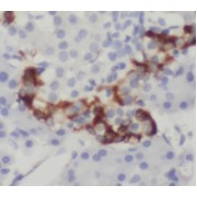 IHC-P analysis of human pancreas tissue, using Insulin Antibody (1/5000 dilution).