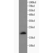 abx234358
