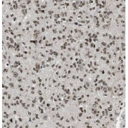 Importin 13 (IPO13) Antibody