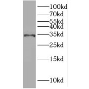 Western blot analysis of Mouse testis tissue, using IQCK antibody (1/600 dilution).