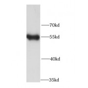 WB analysis of Jurkat cells, using IRF3 antibody (1/1000 dilution).