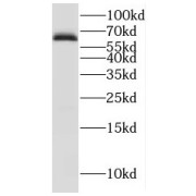WB analysis of A2780 cells, using IRGQ antibody (1/1000 dilution).