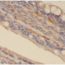 Interferon-Stimulated Gene 20 kDa Protein (ISG20) Antibody