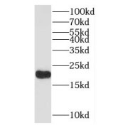 WB analysis of Raji cells, using ISG20 antibody (1/1000 dilution).