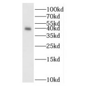 WB analysis of BxPC-3 cells, using ISL1 antibody (1/500 dilution).