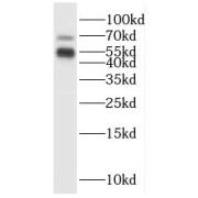 WB analysis of L02 cells, using ISM2 antibody (1/500 dilution).