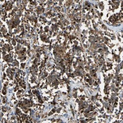 JNK Antibody