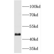 WB analysis of HEK-293 cells, using JNK antibody (1/1000 dilution).