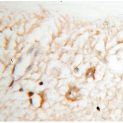 Potassium Voltage-Gated Channel Subfamily S Member 2 (KCNS2) Antibody