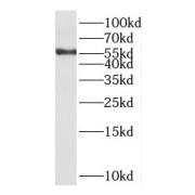 WB analysis of SH-SY5Y cells, using KCNV1 antibody (1/300 dilution).