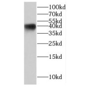 abx234503