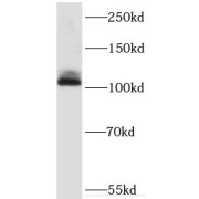 WB analysis of HT-1080 cells, using KDM1 antibody (1/600 dilution).