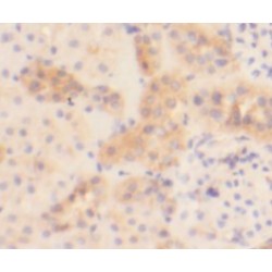 KIAA0182 Antibody