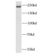 WB analysis of HEK-293 cells, using KIF26B antibody (1/1000 dilution).