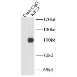 Kinesin-Like Protein KIF2A (KIF2A) Antibody