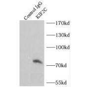 IP analysis of mouse testis tissue lysate (8000 µg), using KIF2C antibody (3 µg, detection: 1/500 dilution).