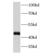 WB analysis of HeLa cells, using KIN antibody (1/2000 dilution).