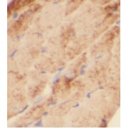 KLHL14-Specific Antibody