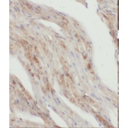 Kelch-Like Protein 35 (KLHL35) Antibody