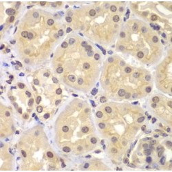 Importin Subunit Alpha-7 (KPNA6) Antibody