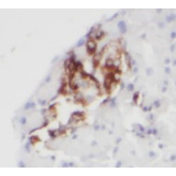 KRAP/SSFA2 Antibody