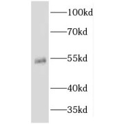 WB analysis of HEK-293 cells, using KRT81 antibody (1/300 dilution).