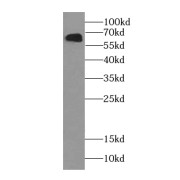 WB analysis of HepG2 cells, using KTELC1 antibody (1/600 dilution).