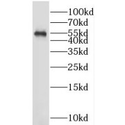 WB analysis of HEK-293 cells, using LTF antibody (1/500 dilution).