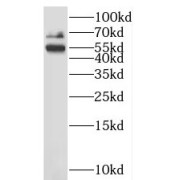 abx234676