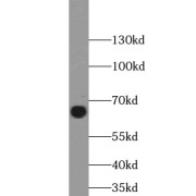 WB analysis of HeLa cells, using LMNB1 antibody (1/10000 dilution).