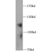 WB analysis of RAW 264.7 cells, using CD107a antibody (1/1000 dilution).