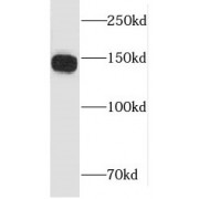 WB analysis of HEK-293T cells, using LARP1 antibody (1/5000 dilution).