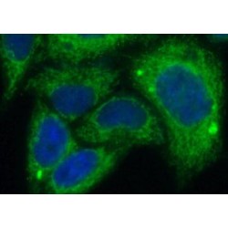 LATS2-Specific Antibody
