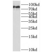 WB analysis of HEK-293 cells, using LETM1 antibody (1/2000 dilution).