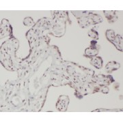 IHC-P analysis of human placenta tissue, using LETM2 Antibody (1/50 dilution).