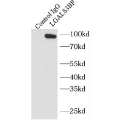 Lectin Galactoside Binding, Soluble 3 Binding Protein (LGALS3BP) Antibody