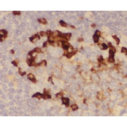 Leukocyte Immunoglobulin Like Receptor A2 (LILRA2) Antibody