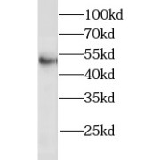 abx234775
